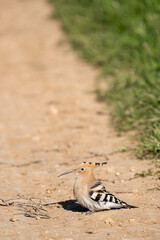 Common hoopoe (Upupa epops) photographed in Spain © AngelEnrique