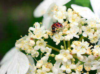 Close up of white blossoms.