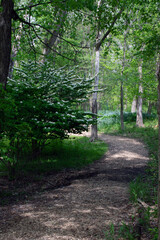 A path through the forest.
