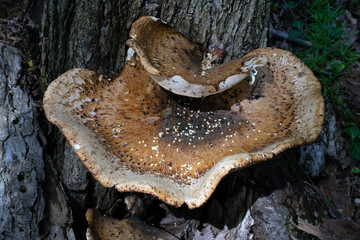 Close up of a large mushroom on a tree.