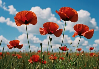 A vibrant field of red poppies blooming under a bright blue sky with fluffy clouds.