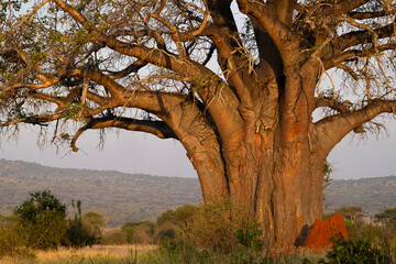 Baobab Tree