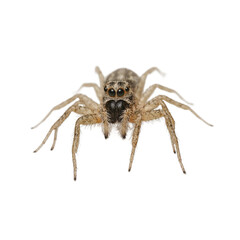 Isolated jumping spider with tucked legs ready to jump