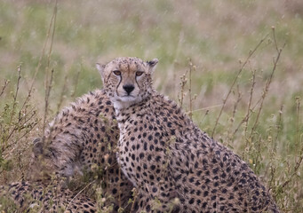 Wet Cheetahs After Rain