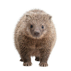 Fototapeta premium Isolated fuzzy wombat standing steady for your design projects