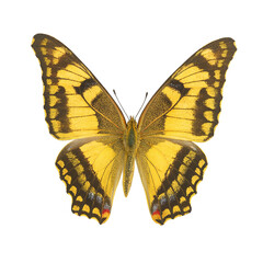 Fototapeta premium Isolated vibrant tiger swallowtail butterfly with wings spread in a striking pose