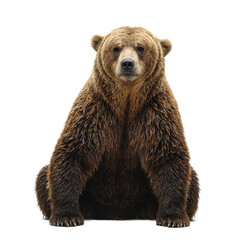 Isolated rugged grizzly bear sitting heavily centered