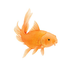 Fototapeta premium Isolated vibrant orange koi fish swimming gracefully