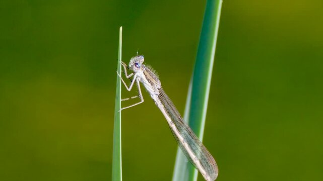 Closeup of a common winter damselfly vertically perching on a green plant leaf on a sunny day