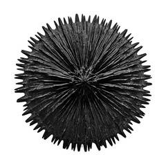 Isolated spiny sea urchin on white background
