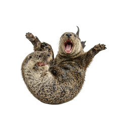 Obraz premium Isolated playful sea otter lying on back