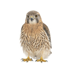 Naklejka premium Isolated sharp eyed kestrel perched and watching intently