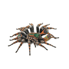 Colorful peacock spider raising legs isolated