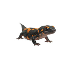 Obraz premium Isolated black and orange fire salamander vibrant colors and unique patterns perfect for educational materials and wildlife designs