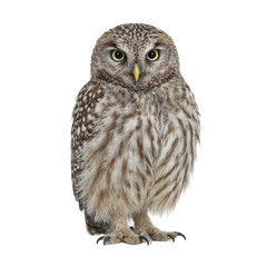 Fototapeta premium Isolated round spotted owl perching upright on white background