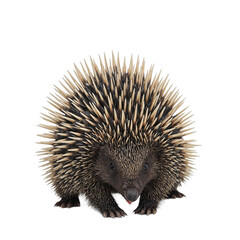 Obraz premium Curious echidna isolated
