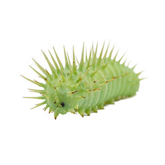 Fototapeta premium Isolated spiky green caterpillar crawling forward on white background
