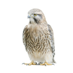 Fototapeta premium Isolated regal kestrel falcon perched gracefully exuding elegance and poise