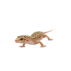 Isolated close up of a small gecko with textured skin on a seamless white background