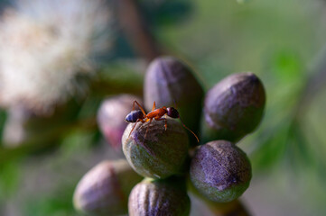 Insect interaction: ant on eucalyptus blossom