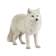 Obraz premium Isolated image of a majestic arctic fox with thick fur standing confidently