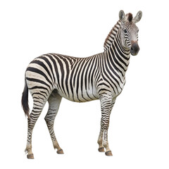 Isolated close up of a vividly striped zebra standing tall perfect for animal themed designs and projects