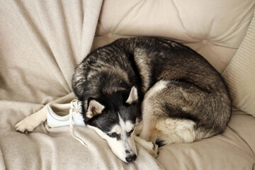 Naughty Husky dog with shoe lying on sofa in living room