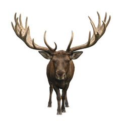 A majestic moose with giant antlers isolated