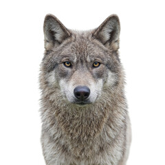Fototapeta premium Isolated gray wolf with intense gaze on white background