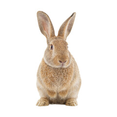 Obraz premium Soft brown rabbit sitting with ears upright isolated on white