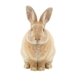 Obraz premium Soft brown rabbit sitting with ears upright isolated on white
