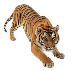 Naklejka premium Bengal tiger crouching showing strength and determination ready to pounce isolated on white background