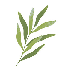 Fototapeta premium Isolated green branch with leaves vector.Botany emblem design element.Hand drawn floral spring or summer illustration for prints,flyers,banners,wedding,invitations,branding design,clipart.