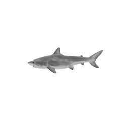 Fototapeta premium Isolated image of a sleek great white shark swimming sideway