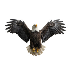 Obraz premium A striking isolated bald eagle with partially open wings showcasing its majestic presence
