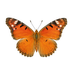 Fototapeta premium Vibrant monarch butterfly isolated wings spread wide showcasing intricate details