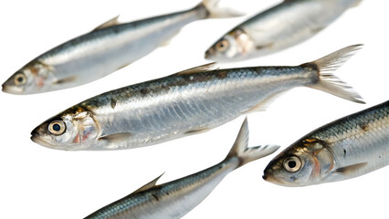 Fototapeta premium Fresh shiny sardines isolated on black background ready for cooking and consumption