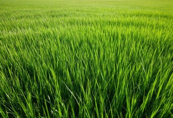 Close up of a green grass against the background of the sky
