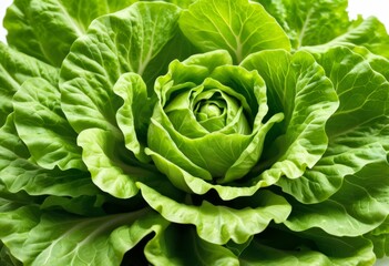 Fototapeta premium There is a close-up of leafy greens