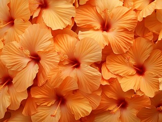 Obraz premium Collection of Light Orange Hibiscus Blossoms