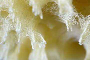 Background macro photo of yellow sea sponge close-up