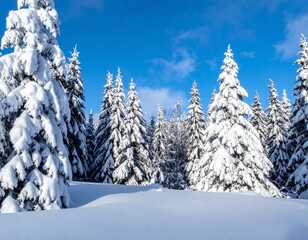 Naklejka premium Forest with trees and a frseh coating of snow during the daytime with a vivid blue sky. 