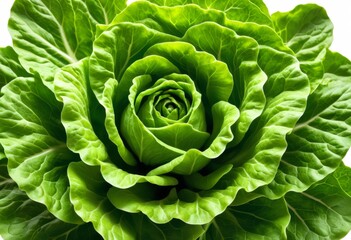 Fototapeta premium Close-up of a leafy plant on a white background