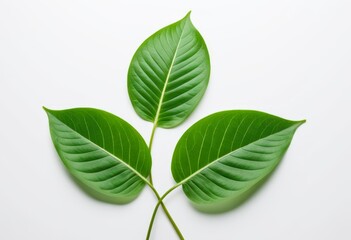 Obraz premium The white surface has two green leaves