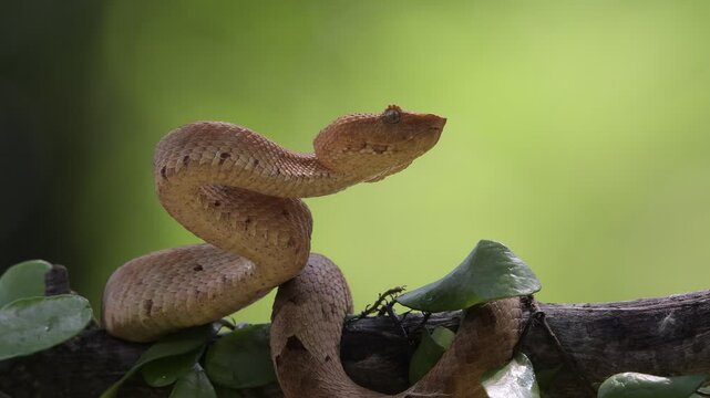 Yellow eyelash pit viper on a tree branch