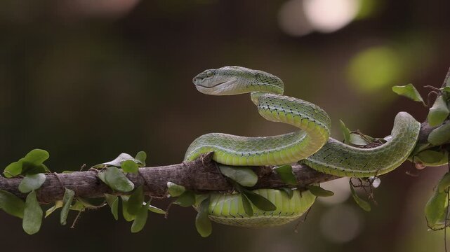 Trimesurus hageni slithering on a tree branch