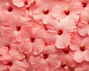 Obraz premium Collection of Light Pink Hibiscus Blossoms