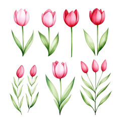 Obraz premium Pink and red tulip illustrations with green leaves, showcasing various stages of bloom. watercolor style adds delicate and artistic touch, perfect for floral designs