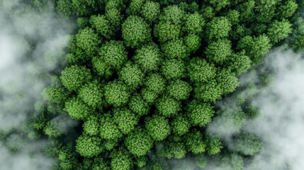 Aerial View of a Lush Green Forest, Natural Landscape and Untouched Wilderness