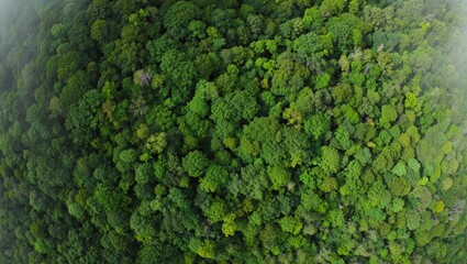 Obraz premium Aerial top view of green trees in forest. Green tree nature background for carbon neutrality and net zero emissions concept. Drone view of green tree captures CO2 to Sustainable green environment. 